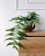 Fern Leaf Cactus (Selenicereus Chrysocardium) 6"