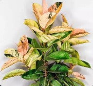 Ficus Elastica Shivereana