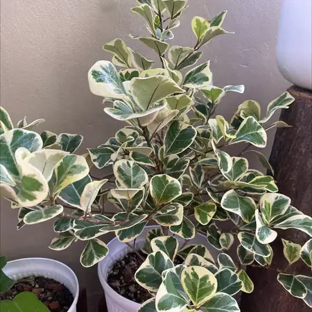 Ficus Triangularis Variegated