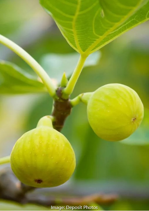 Desert King Fig