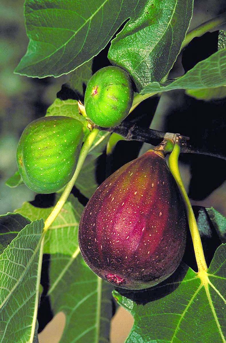 Brown Turkey Fig
