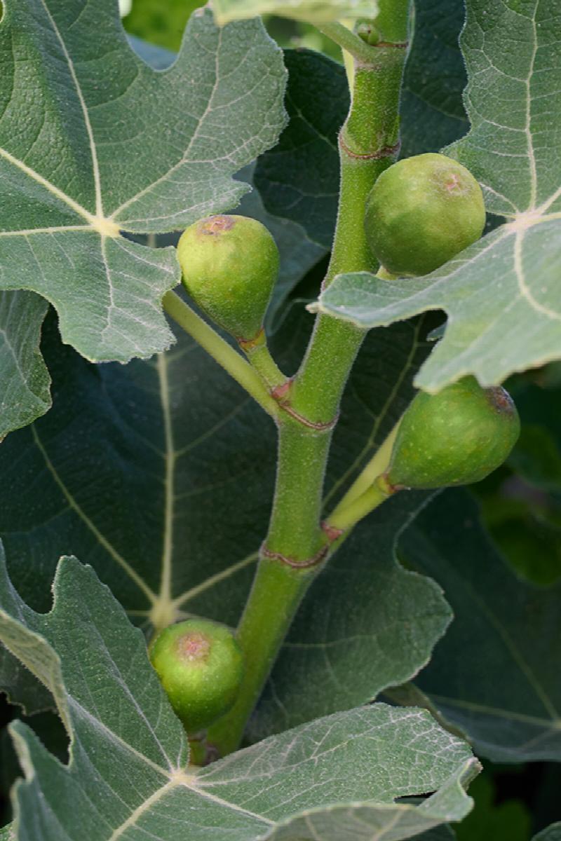 Fignomenal® Dwarf Fig