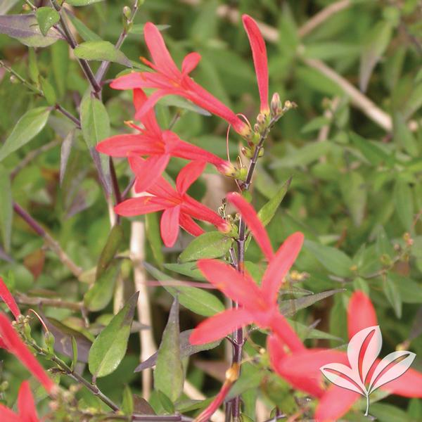 Flame Acanthus