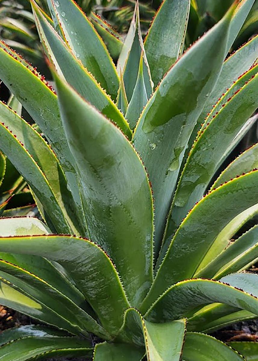 AGAVE ocahui x attenuata 'Fountain Surprise'