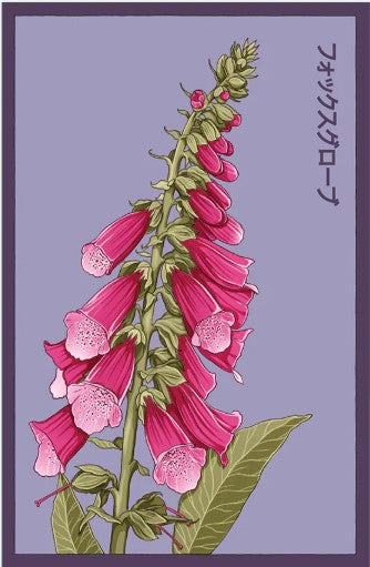 where are the seeds on a foxglove plant Foxglove Flower Seeds Pkt