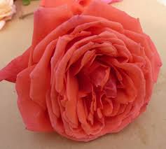 Rose FRAGRANT CLOUD
