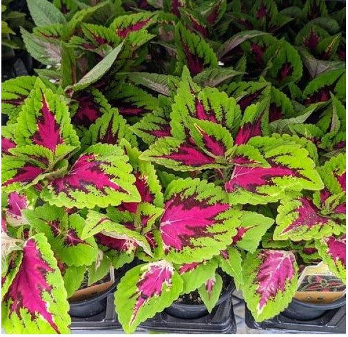 Coleus 'French Quarter'
