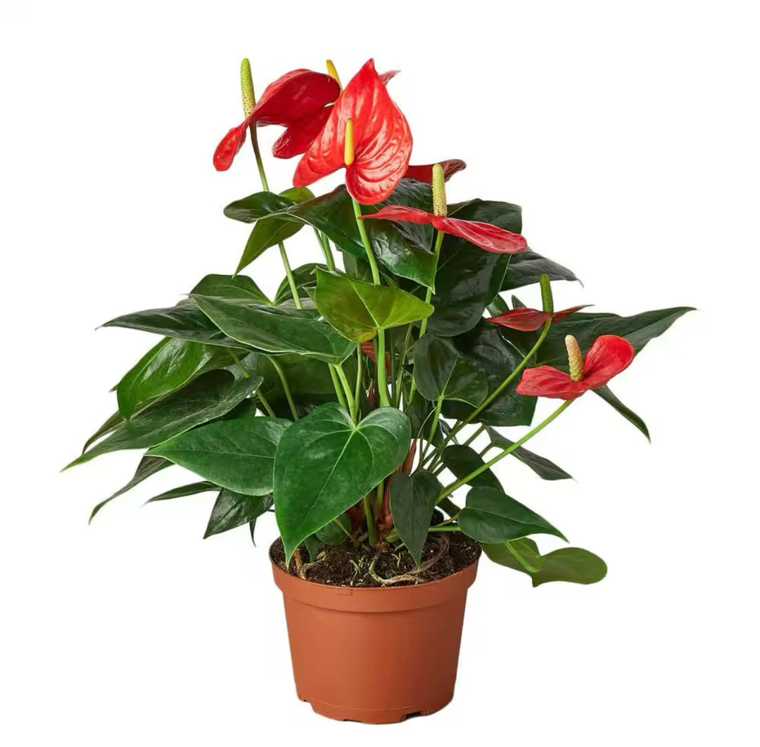 Anthurium
