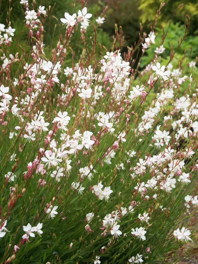 Sparkle White Gaura