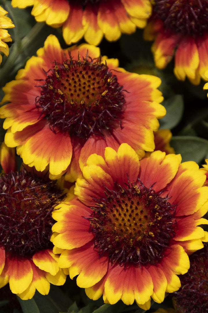 Gaillardia Spintop