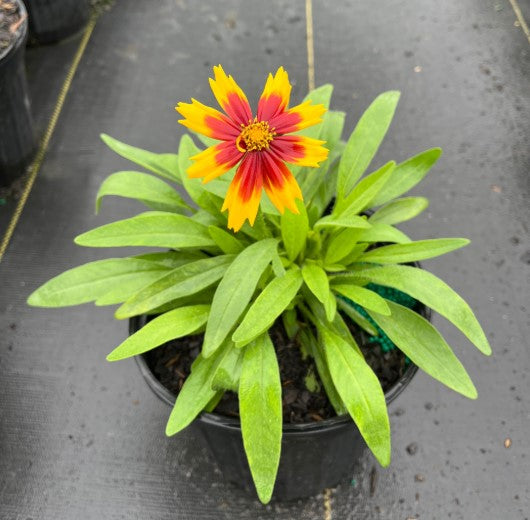 Gaillardia Spintop