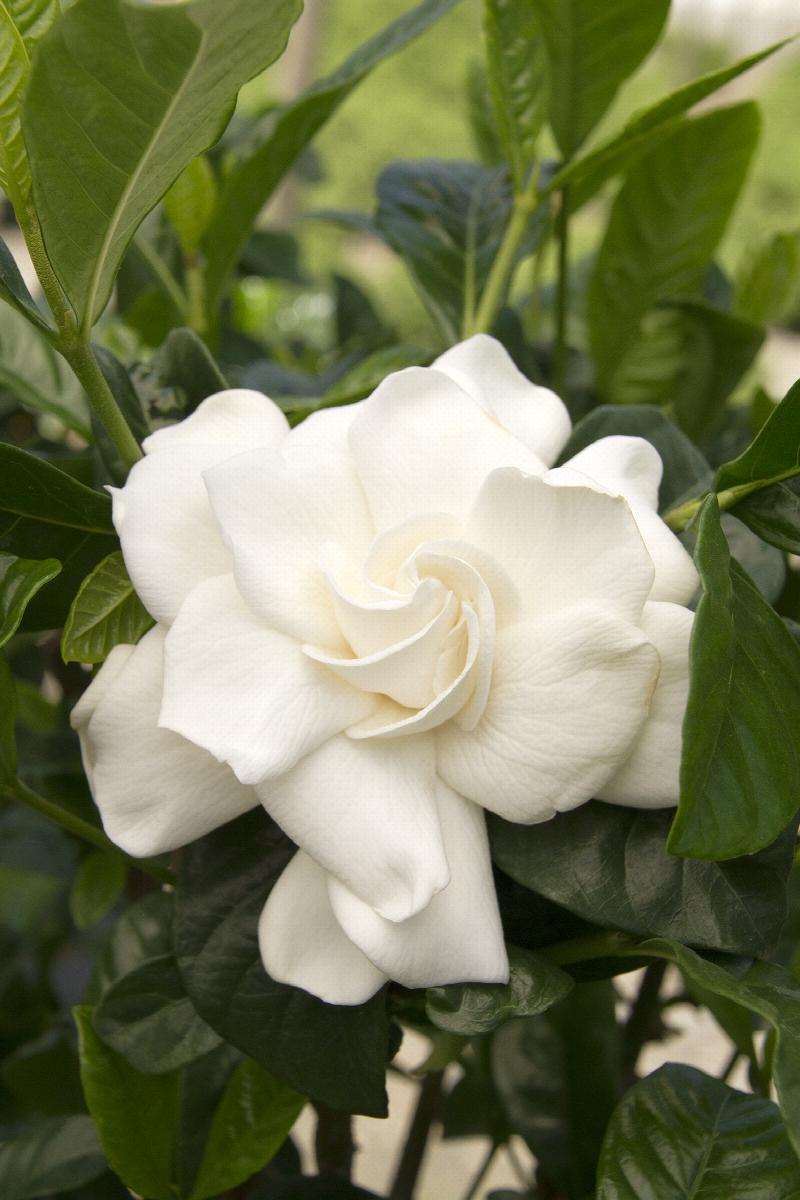 First Love® Gardenia