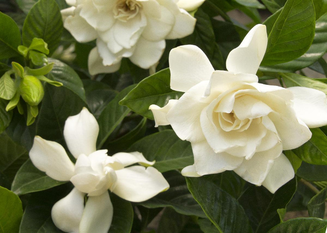 Mystery Gardenia (Grafted)