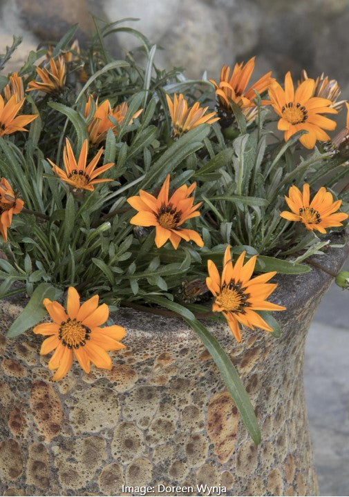 Tanager® Gazania