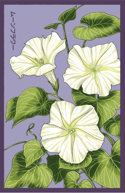 Giant Moonflower Flower Seeds Packet