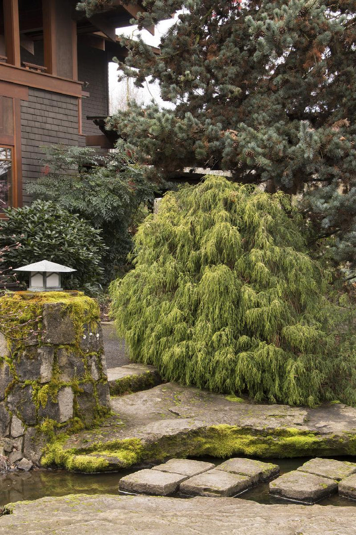 Golden Charm Thread-Branch Cypress