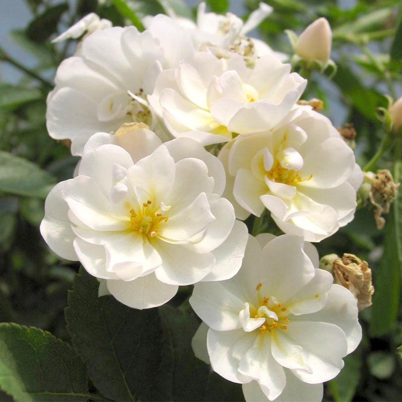 'Gourmet Popcorn' Rose