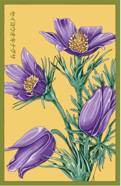 pasque flower seeds The Greater Pasque Flower Seeds Packet
