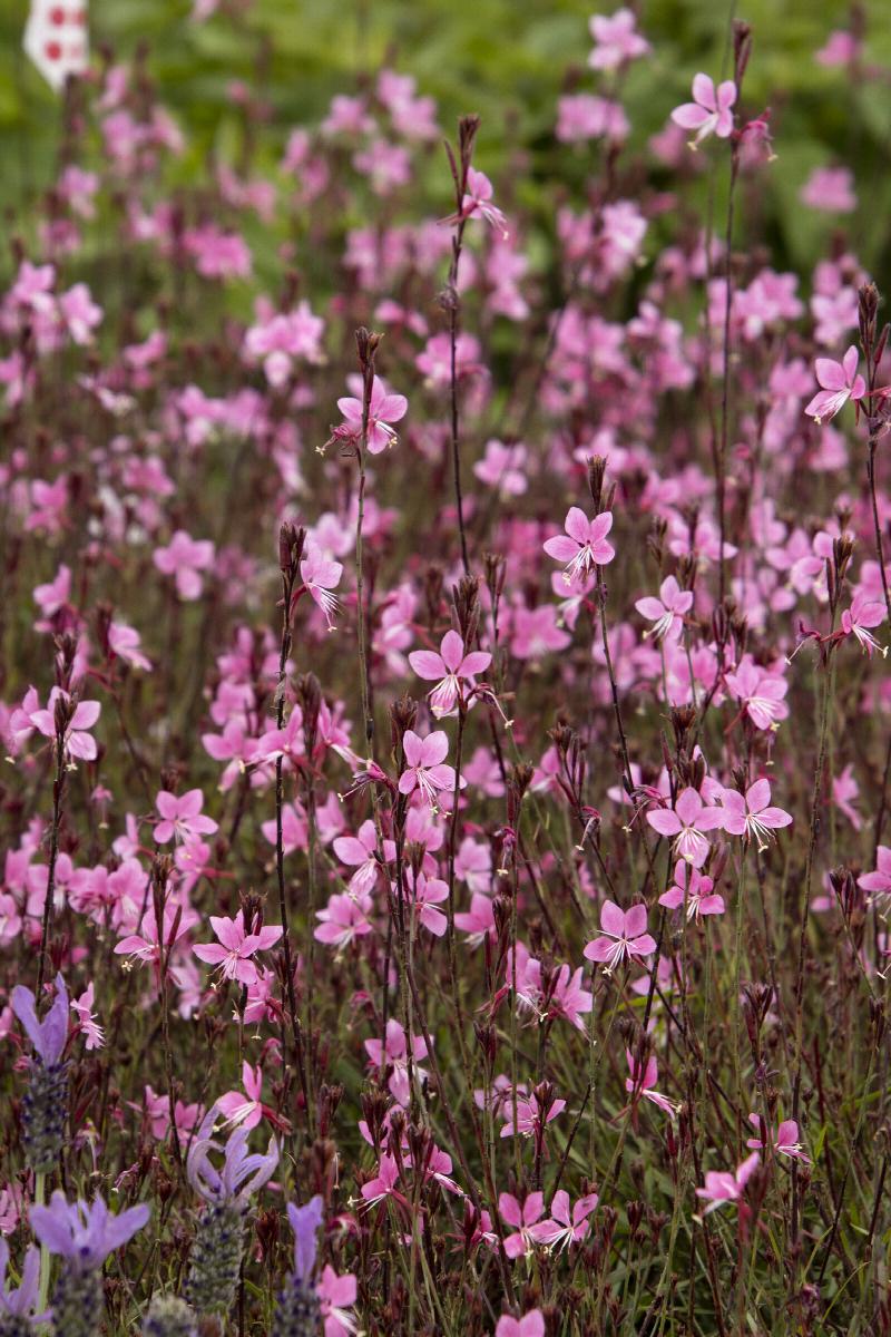 Steffi™ Dark Rose Gaura