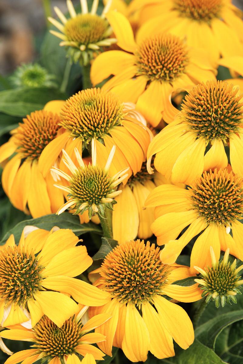 Guatemala™ Gold Coneflower