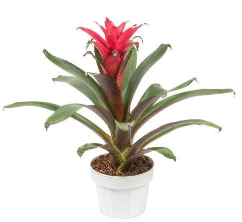 Guzmania Juliette