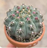 Gymnocalycium, Chin cactus