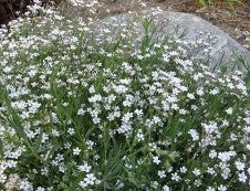 Gypsophila Baby's Breath
