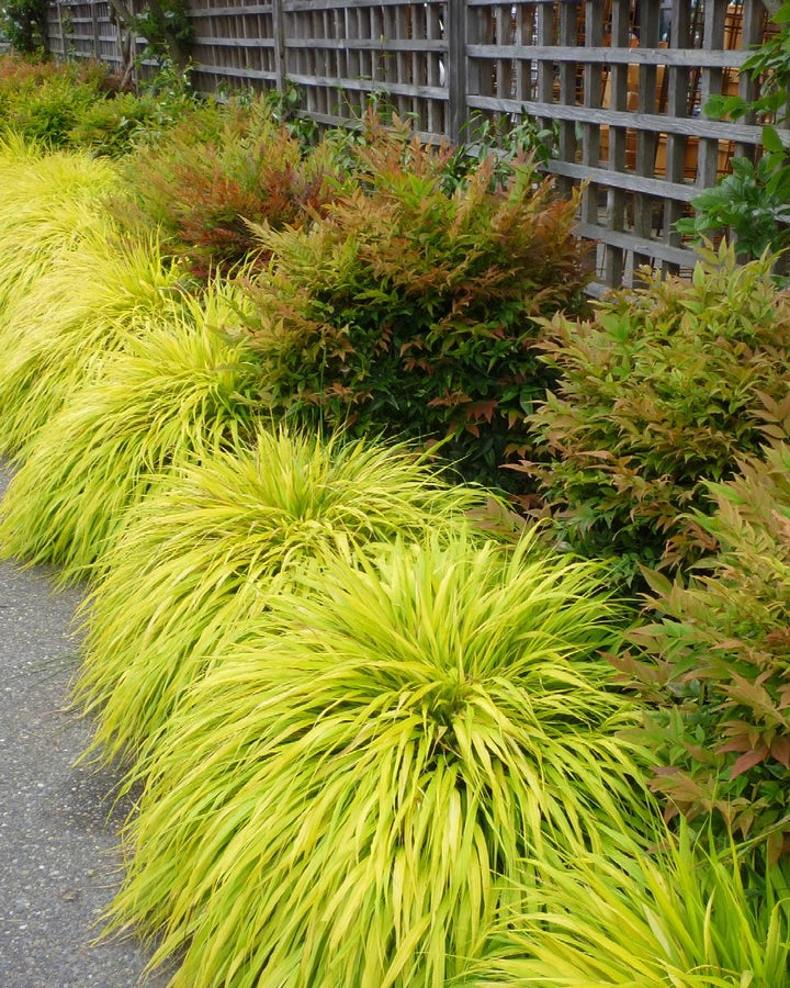 All Gold Japanese Forest Grass