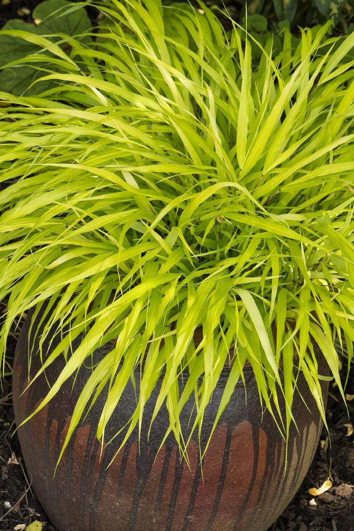 All Gold Japanese Forest Grass