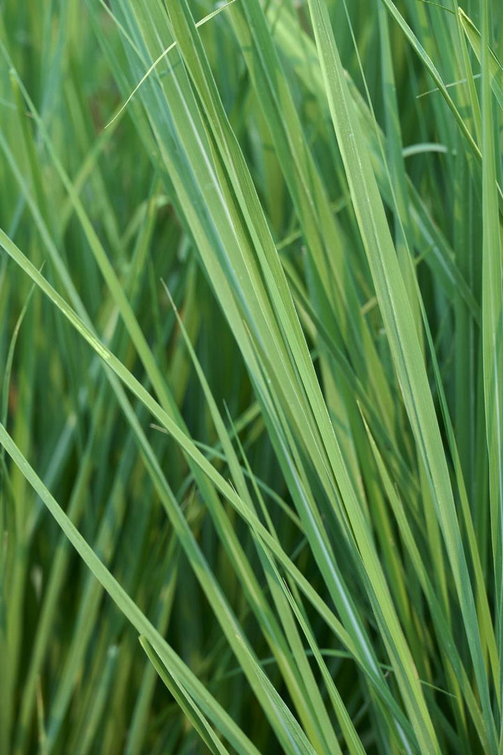 Hardy Pampas Grass