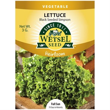 Heirloom Lettuce Black Seed Simpson