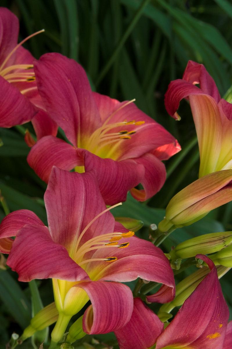 Little Business Dwarf Daylily