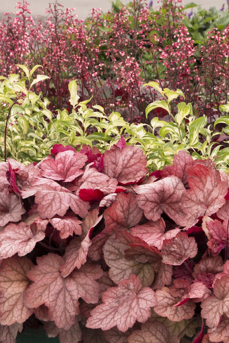 Georgia Peach Heuchera