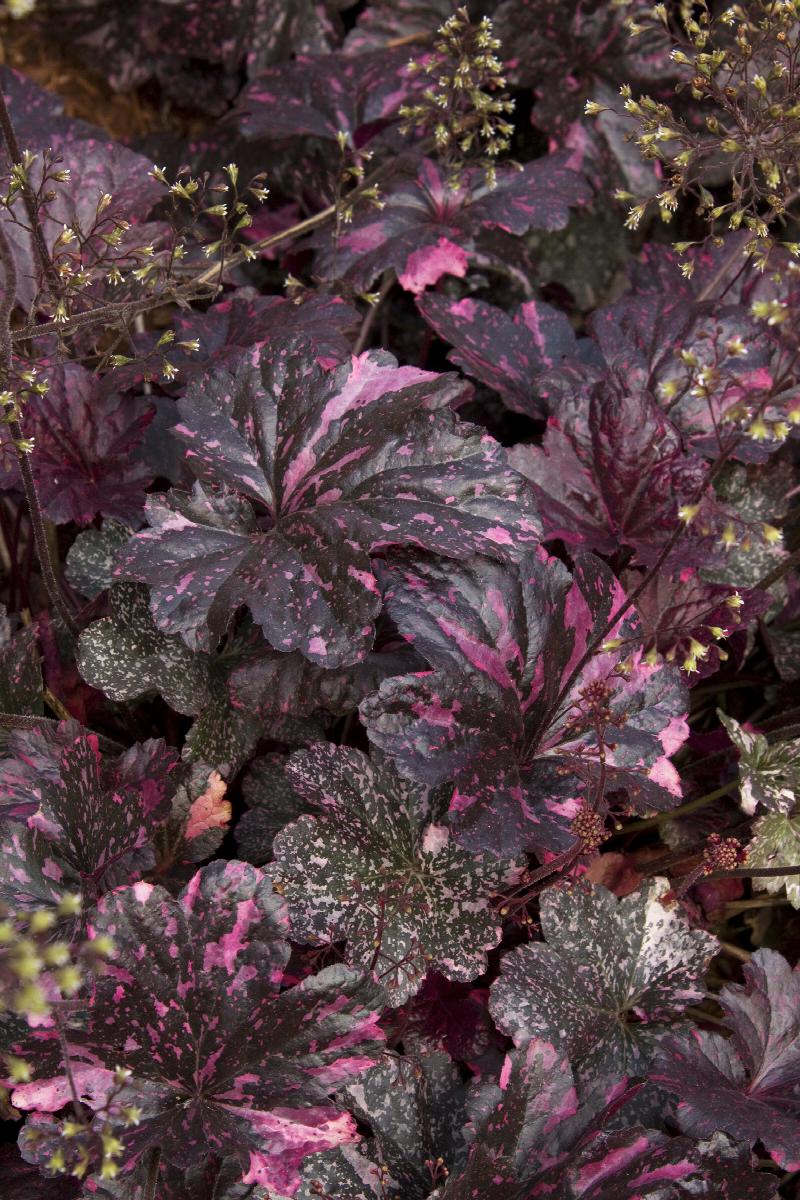 Midnight Rose Heuchera
