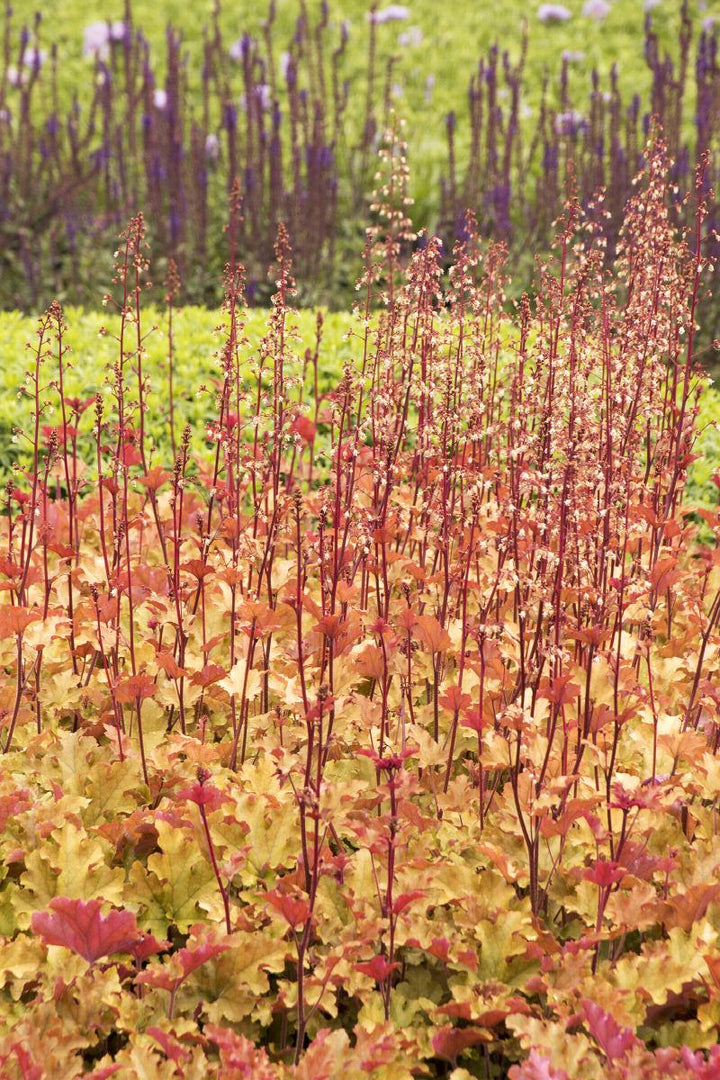 Marmalade Heuchera