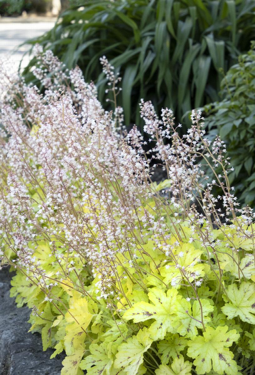 Spicy Lime Heucherella