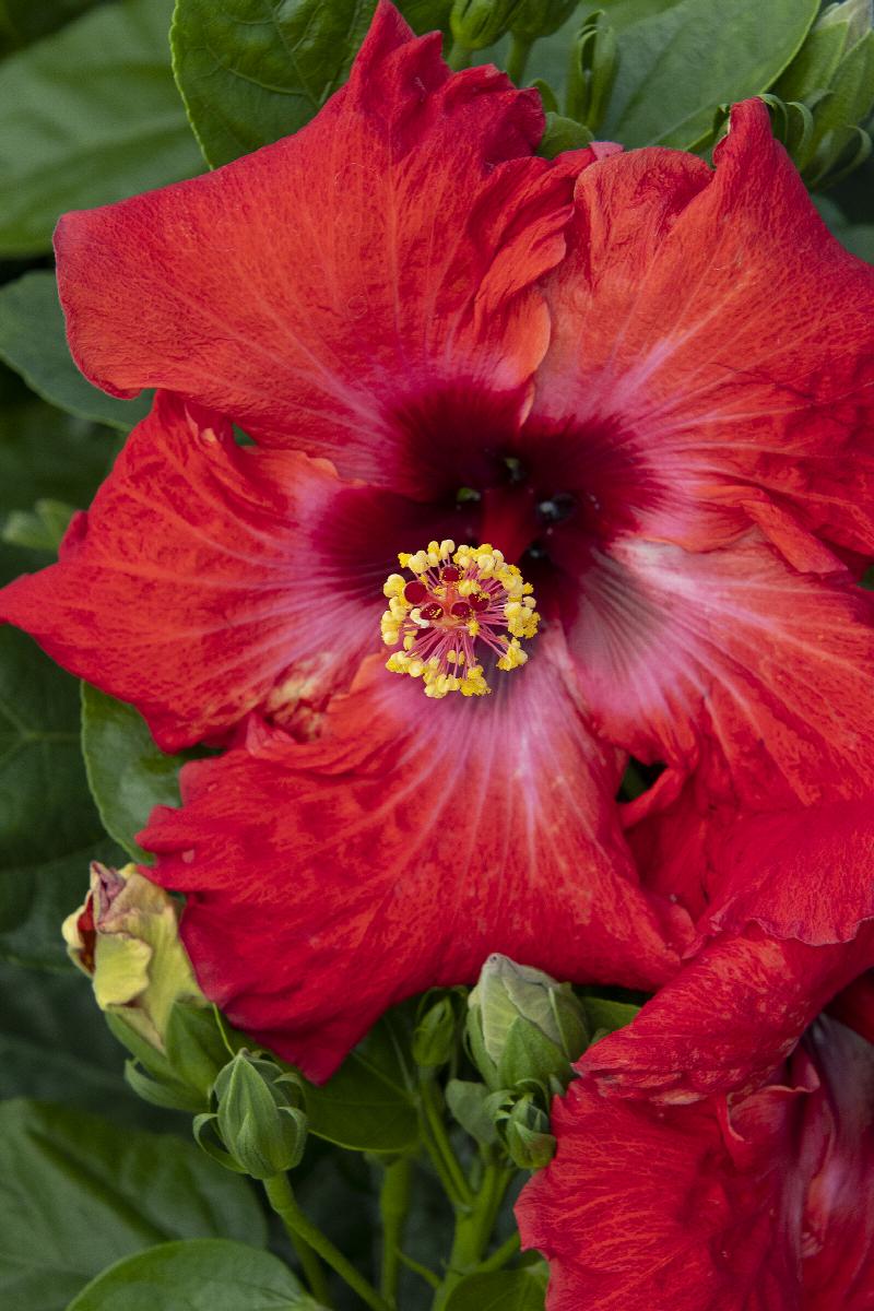 Jazzy Jewel® Ruby Hibiscus