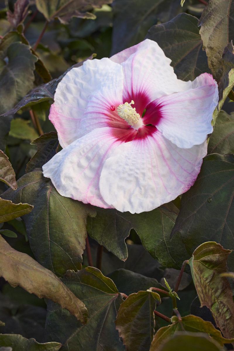 Head Over Heels® Blush Hibiscus
