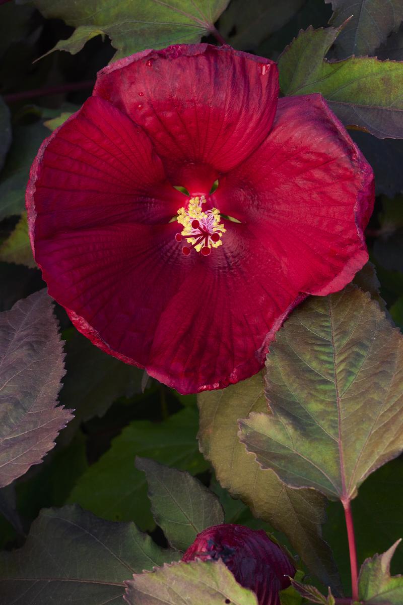 Head Over Heels® Desire Hibiscus