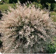 Willow 'Hakuro Nishiki'