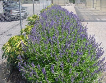 ‘HENRY DUELBERG’ SALVIA