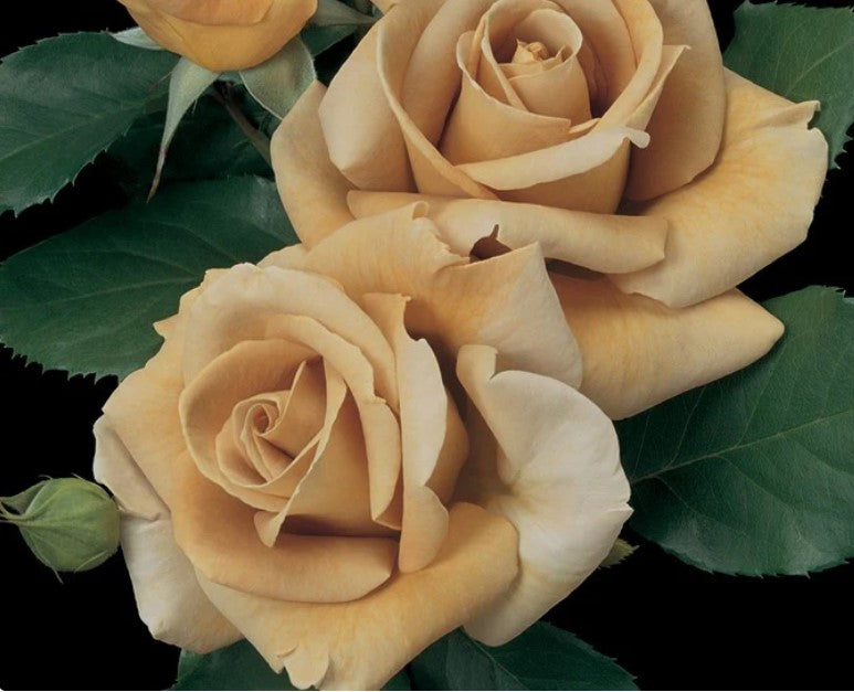 Rose Honey Dijon®