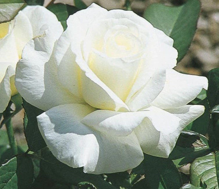 Rose Honor