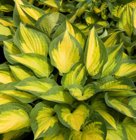 Orange Marmalade Hosta