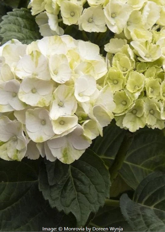 Seaside Serenade® Cape Lookout Hydrangea