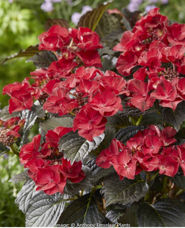 Tuxedo® Black Tie Hydrangea – Little Red Nursery, LLC