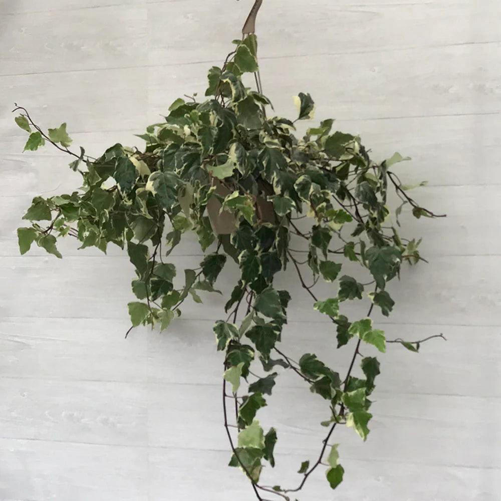 IVY ALGERIAN / MARENGO