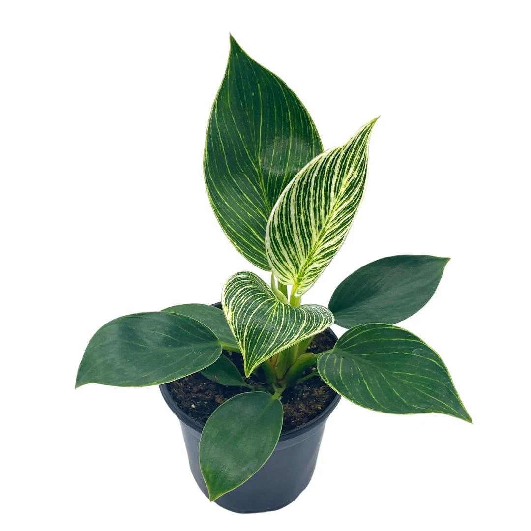 Birkin Philodendron