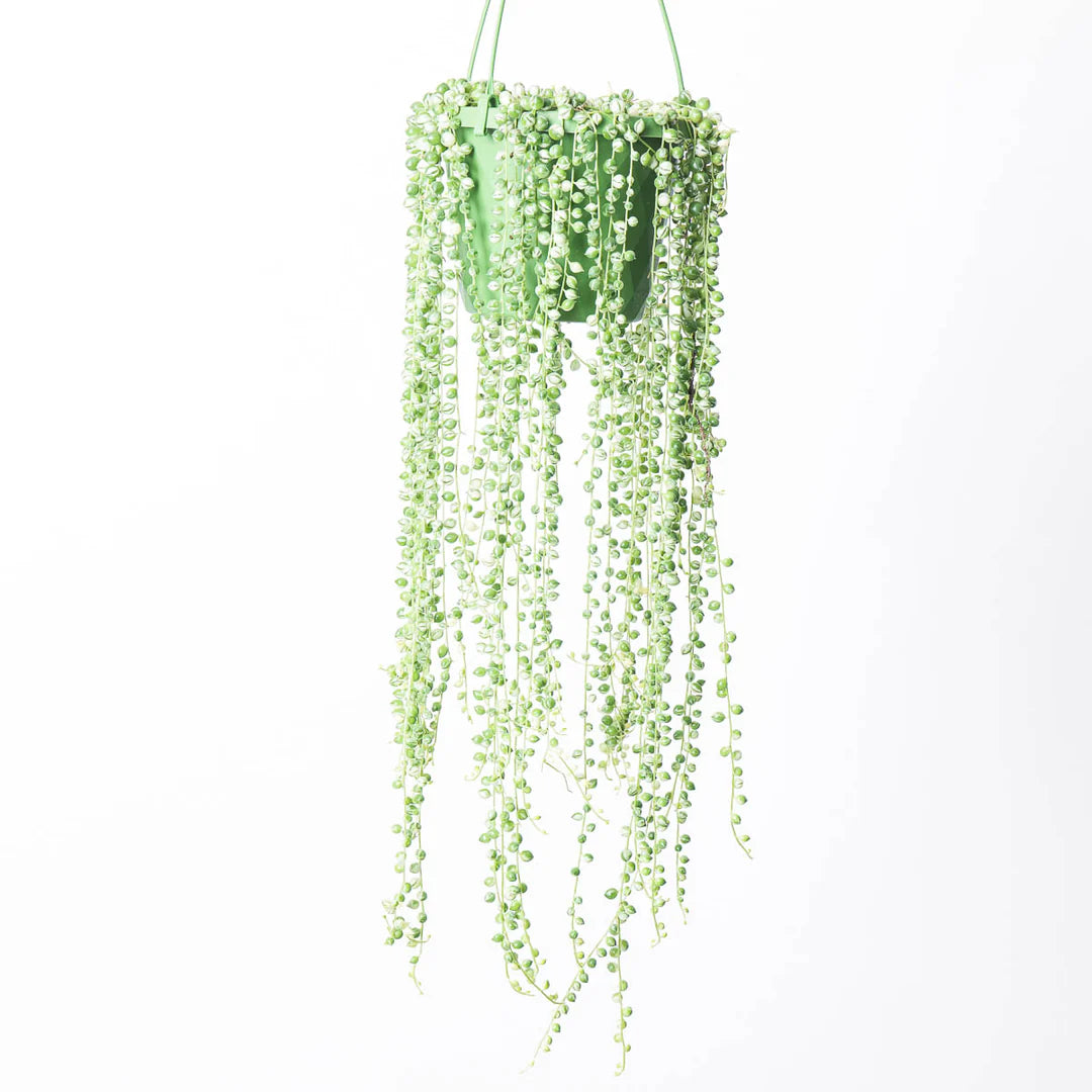 succulent string of pearls Variegated String of Pearls COLLECTOR PLANT