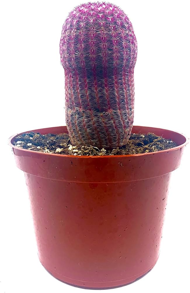 4" Arizona RAINBOW CACTUS